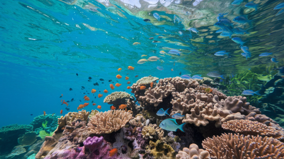 Plongée Sous-Marine